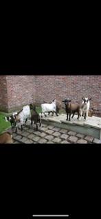 Mini Dwerggeitjes, Dieren en Toebehoren