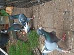 Adana Wamduiven tekoop, Dieren en Toebehoren, Vogels | Duiven