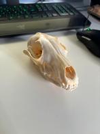 Arctic Fox Skull - Osteologie/taxidermie, Zo goed als nieuw, Schedel