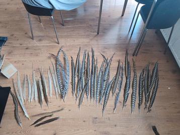 48 Lady Amherst fazant veren taxidermie goudfazant  beschikbaar voor biedingen