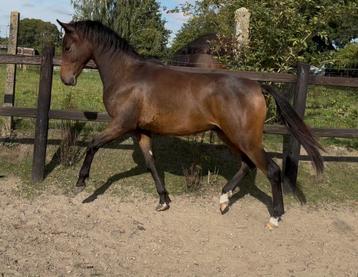 D pony jaarling hengst brp / Nia Domo’s Bolero x kantje’s  beschikbaar voor biedingen