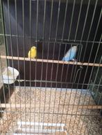 2 poppen grasparkiet zie foto's, Dieren en Toebehoren