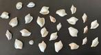 Lot coquillages blancs beiges Cambodge, Enlèvement, Coquillage(s)
