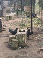 Ayam cemani koppels, Dieren en Toebehoren, Pluimvee