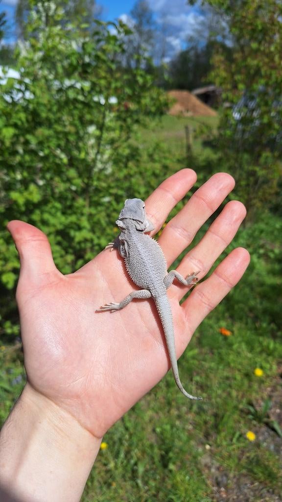Jeu Bearded 2026, Animaux & Accessoires, Lézard, 0 à 2 ans