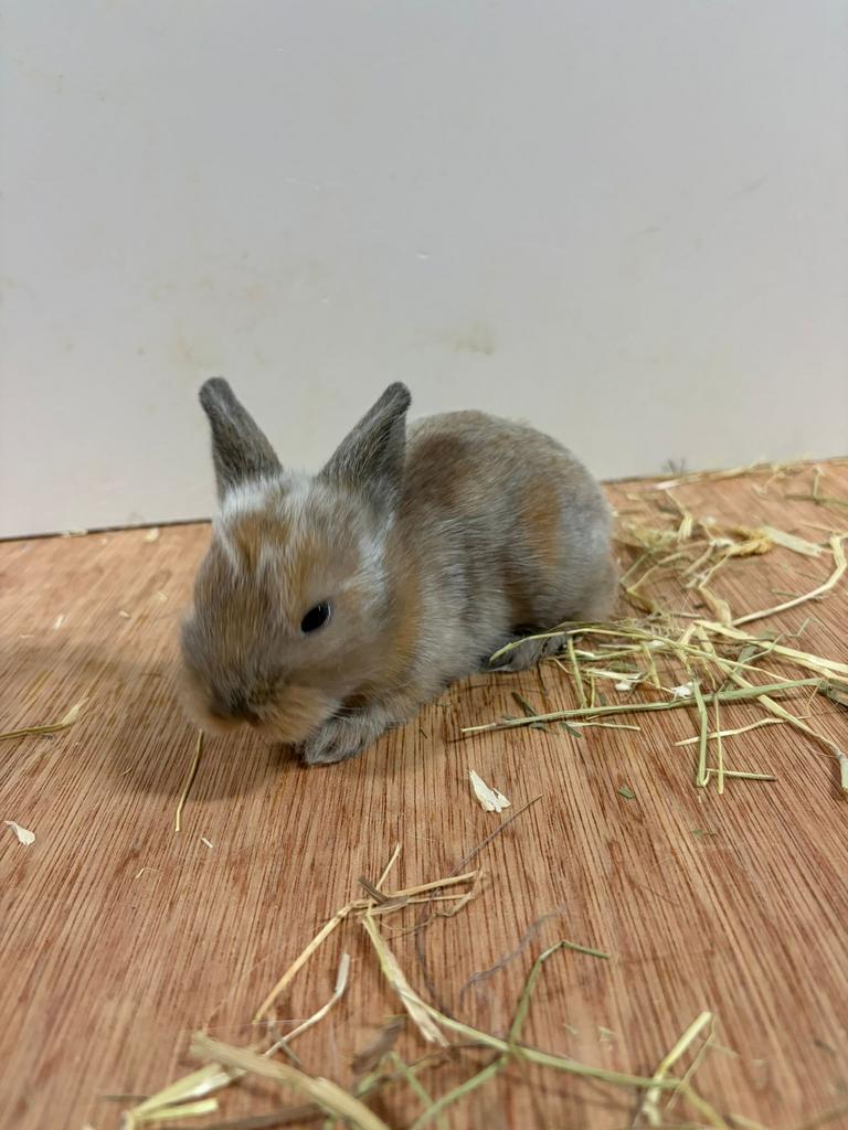 Leeuwenkopje x hangoor jonge konijntjes, Hangoor