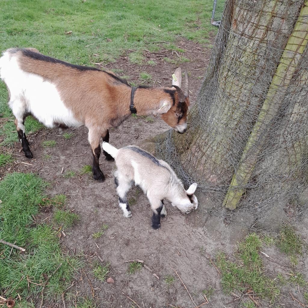Geitebokje vlaamse geit, Maart, Mannelijk