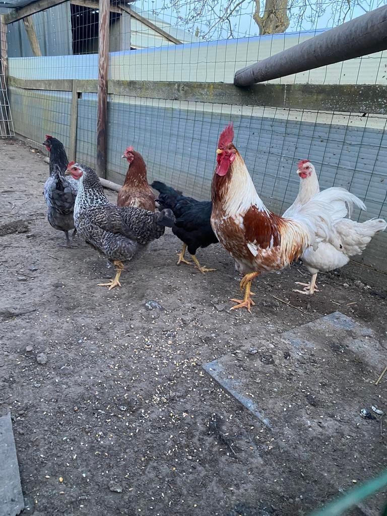 Broed eieren leg kippen, Dieren en Toebehoren, Pluimvee