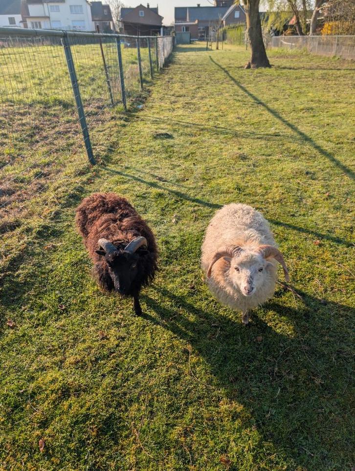 2 bokjes, Animaux & Accessoires, Moutons, Chèvres & Cochons, Mouton
