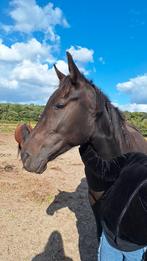 Lieve draver, Vermifugé, Débourré, 160 à 165 cm, Cheval de récréation