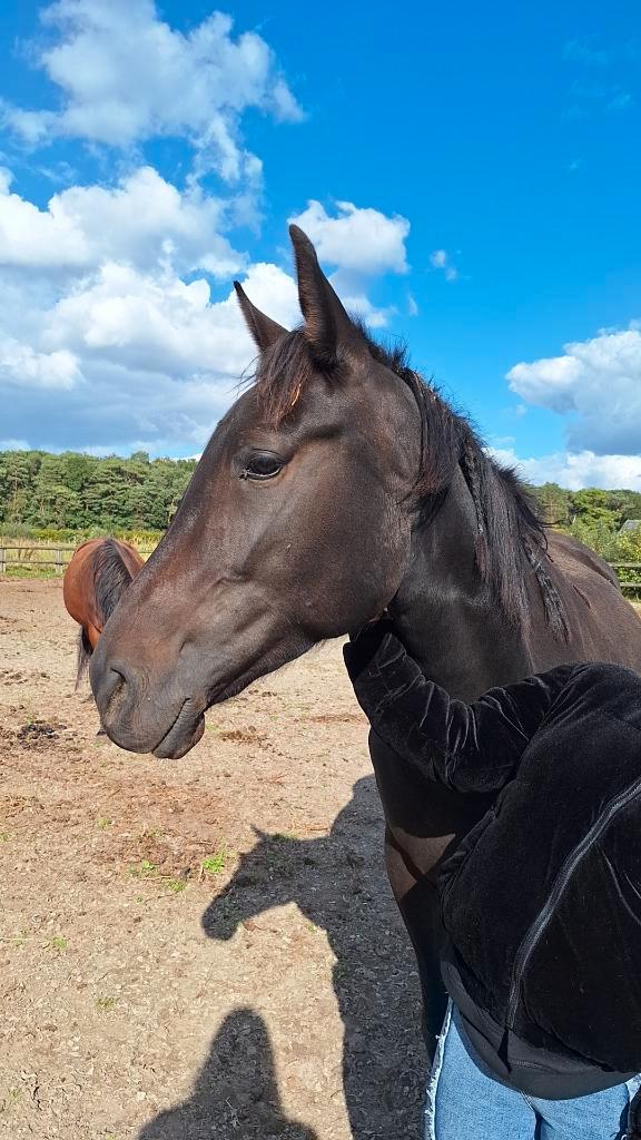 Lieve draver, Animaux & Accessoires, Chevaux, Jument, Débourré, 160 à 165 cm, 3 à 6 ans, Cheval de récréation, Avec puce électronique