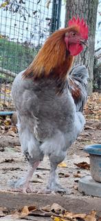 Marans blauw en zwart koperhals broedeieren