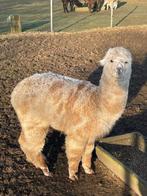 Appoloose hengstje, Dieren en Toebehoren, Juli, Mannelijk