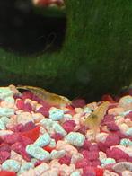 Citroengarnalen, Dieren en Toebehoren