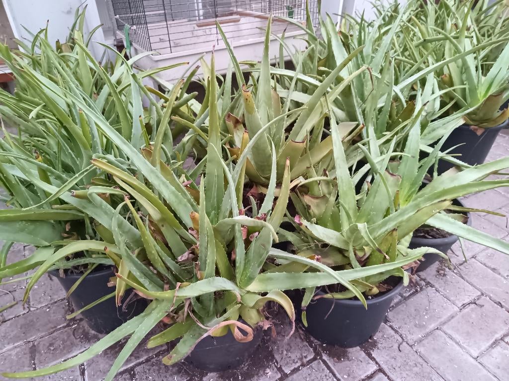 Aloë Vera in pot, Ophalen, Overige soorten, In pot