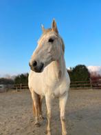 Ideale gezinspony/ therapiepaard, Jument, Moins de 160 cm, Vermifugé, 11 ans ou plus