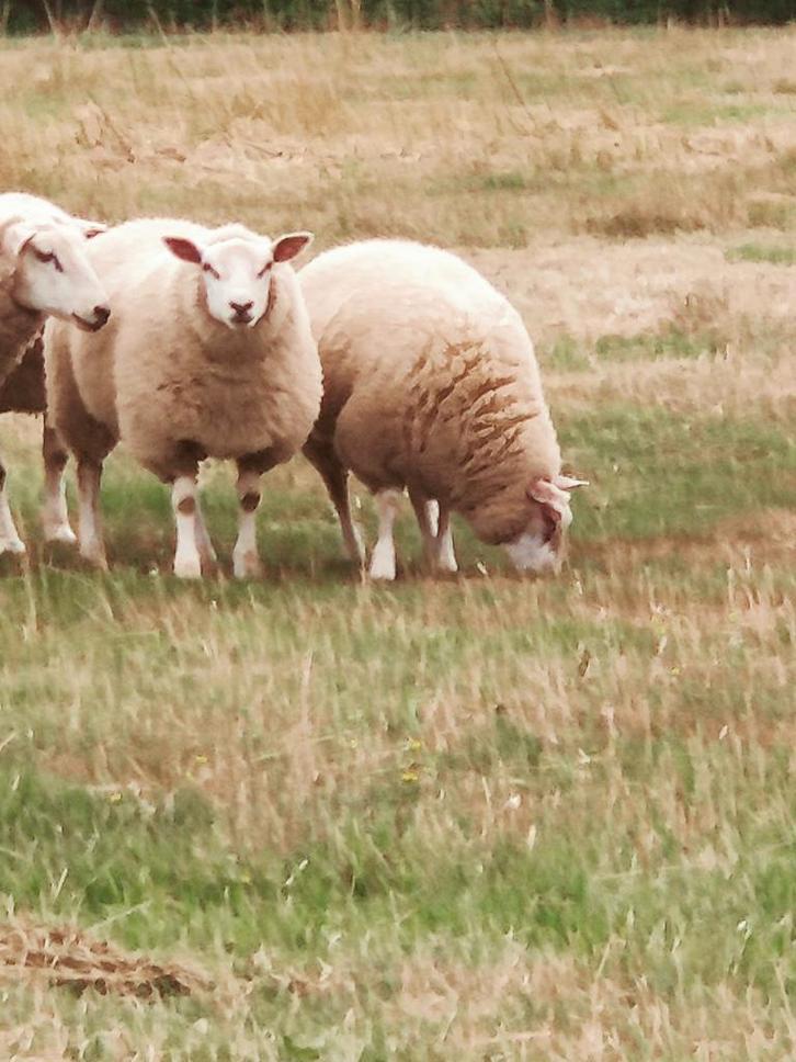 Vleesschapen te reserveren..., Dieren en Toebehoren, Schapen, Geiten en Varkens, Schaap, Meerdere dieren, 0 tot 2 jaar