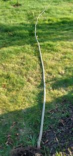 Pimpernoot, Tuin en Terras, Planten | Bomen, Ophalen