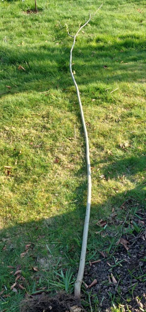 Pimpernoot, Tuin en Terras, Planten | Bomen, Ophalen