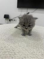 Bristhe korthaar, Enlèvement