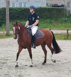 4 jarige freiberger merrie met veldtest., Dieren en Toebehoren, Merrie, Minder dan 160 cm, Met stamboom, M