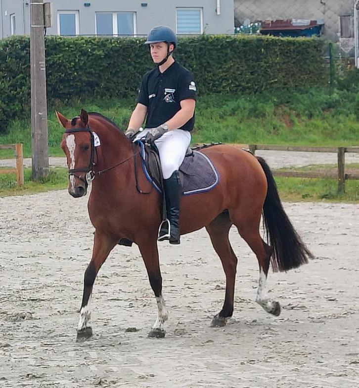 Jument Freiberger de 4 ans avec test sur le terrain., Animaux & Accessoires, Chevaux, Jument, M, Moins de 160 cm, 3 à 6 ans, Cheval de récréation