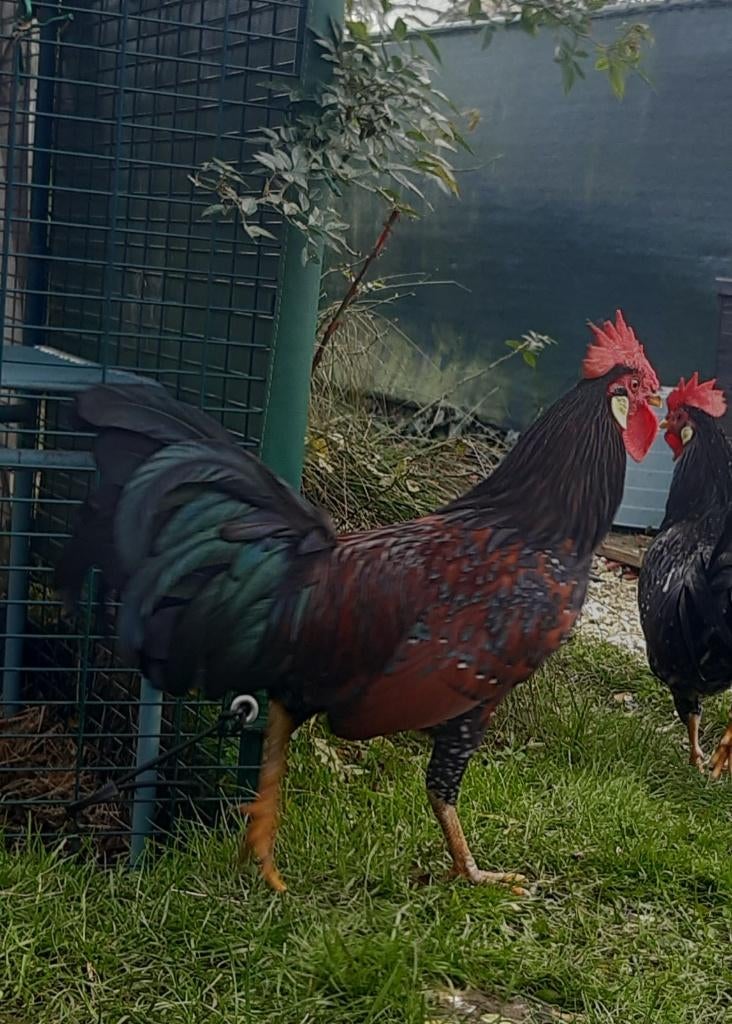Te geef: Ancona haantje 2 jaar, Dieren en Toebehoren, Pluimvee, Kip, Mannelijk