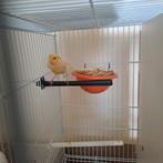 een paar kanaries, Dieren en Toebehoren, Vogels | Parkieten en Papegaaien