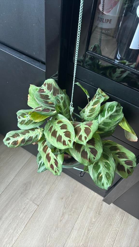 Kerchoveana variegata/Maranta Fascinator, Enlèvement