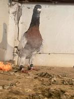 mannelijk duf, Dieren en Toebehoren, Vogels | Duiven