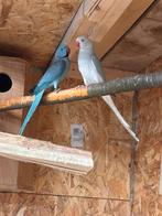 Zeer mooie  halsbanden kweekrijp, Dieren en Toebehoren, Parkiet