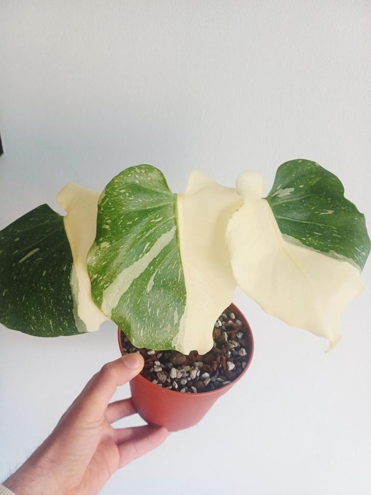 Monstera Thai'con Mutation, Maison & Meubles, Plantes d'intérieur, Autres espèces, Moins de 100 cm, Plante verte, Ombre partielle