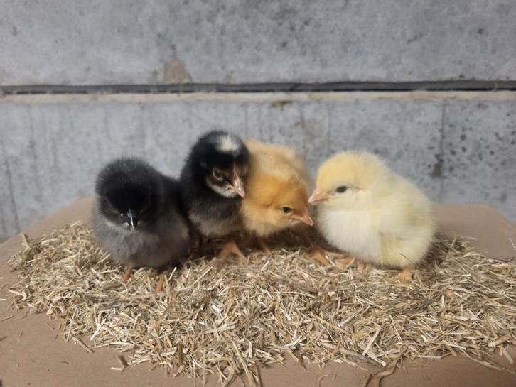 Poussins de Pâques, Animaux & Accessoires, Volatiles, Poule ou poulet, Femelle