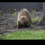 Deze knappe fretten verwachten binnenkort babys, Dieren en Toebehoren, Maart, Meerdere dieren