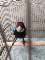 E.Kw. 2025, Dieren en Toebehoren, Mannelijk, Parkiet, Geringd