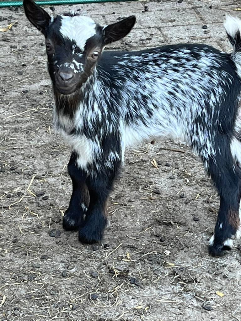 Dwerggeitjes, Dieren en Toebehoren