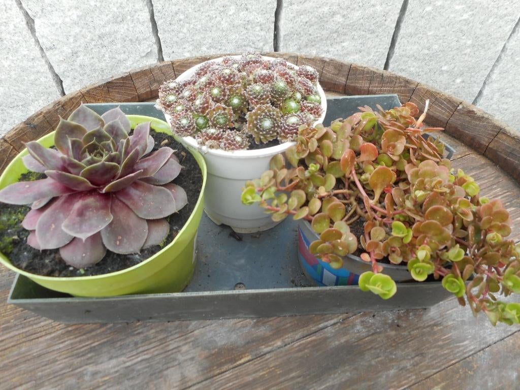 plantes, Jardin & Terrasse, Plantes | Jardin, Plein soleil, Été, Plante fixe, Enlèvement ou Envoi