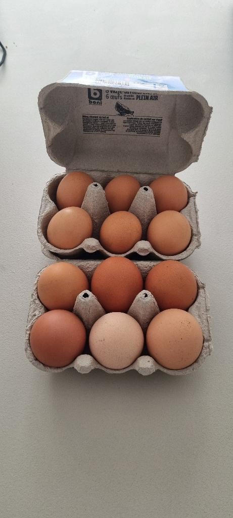 Verse eitjes, Dieren en Toebehoren, Pluimvee | Toebehoren, Ophalen, Nieuw, Overige typen