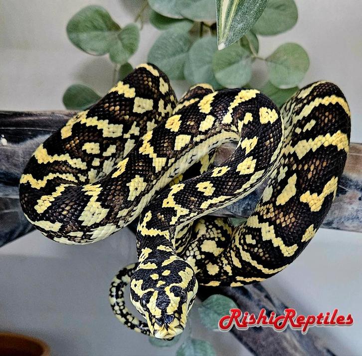 1.1 Morelia Spilota Cheynei, python du tapis de la jungle, Animaux & Accessoires, Reptiles & Amphibiens