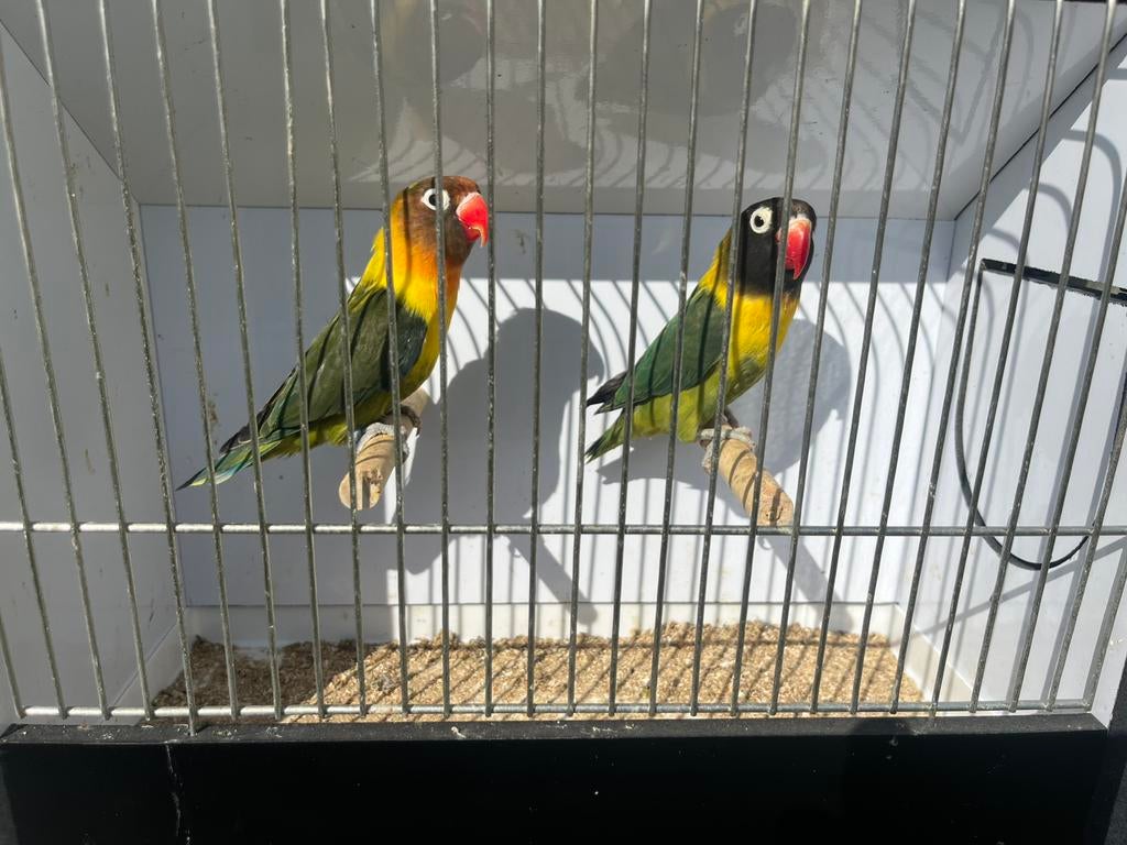 Koppels Agapornissen 2025