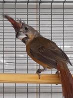 Vermiljoen kardinaal, Dieren en Toebehoren