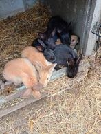 Jonge konijnen, Animaux & Accessoires, Lapins