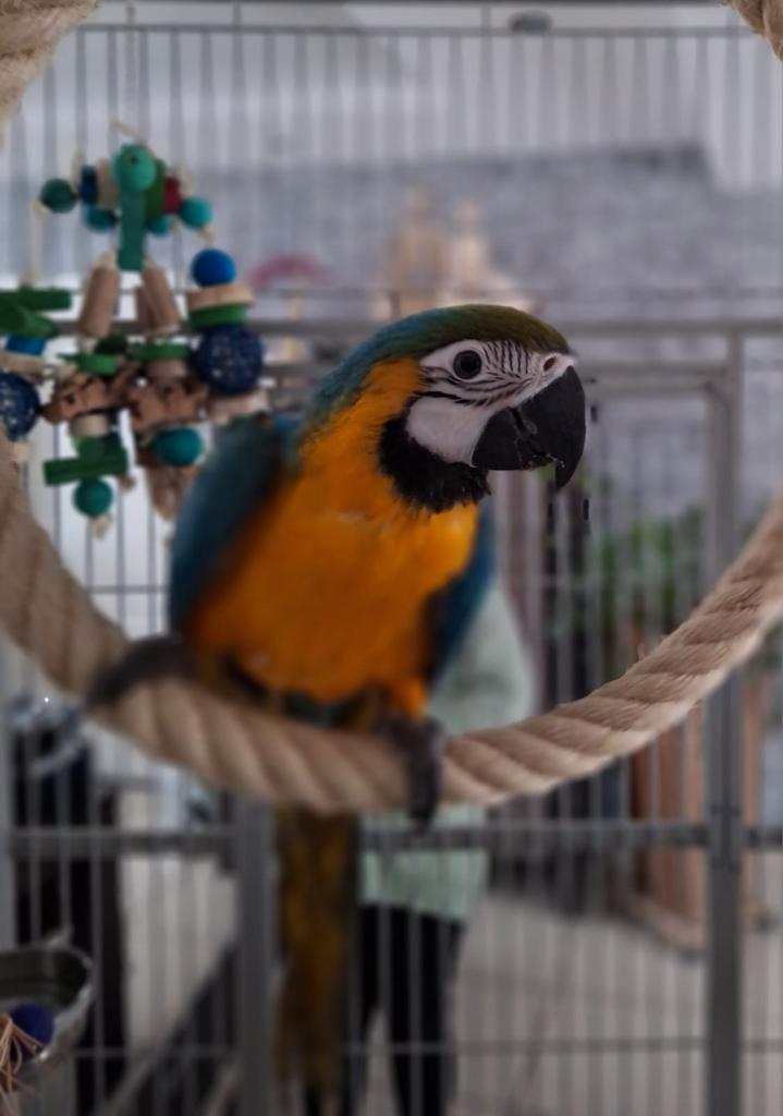 Blauw gele ara, Dieren en Toebehoren, Vogels | Parkieten en Papegaaien, Tam