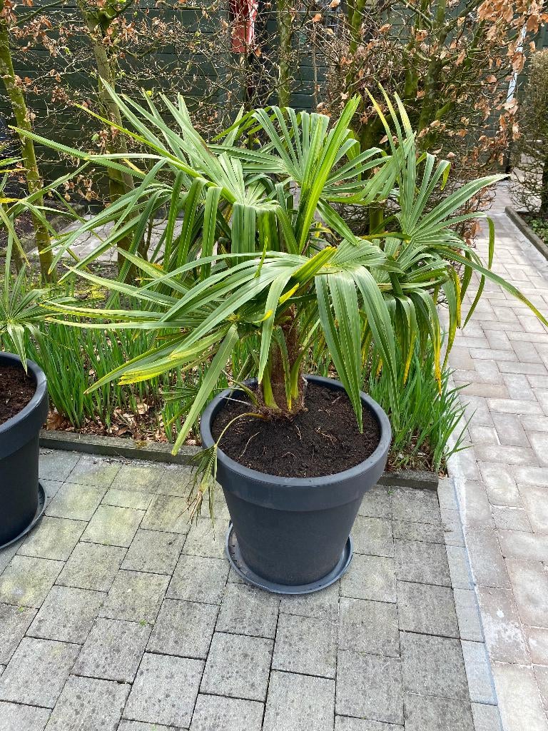 Palmbomen Trachycarpus Fortunei, Tuin en Terras, Planten | Bomen, Lente, Minder dan 100 cm, Palmboom, Ophalen