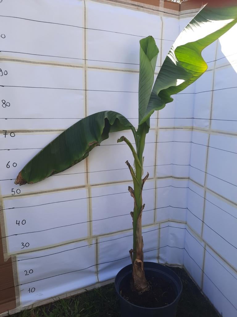 Bananenplant, Tuin en Terras, Ophalen