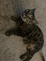 Bengaalse poes, Ophalen, Poes