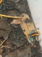 Phyllobates vitatus reproducer, Dieren en Toebehoren, Amfibie, 0 tot 2 jaar