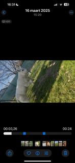 Lam gezocht, Dieren en Toebehoren, Schaap, 0 tot 2 jaar