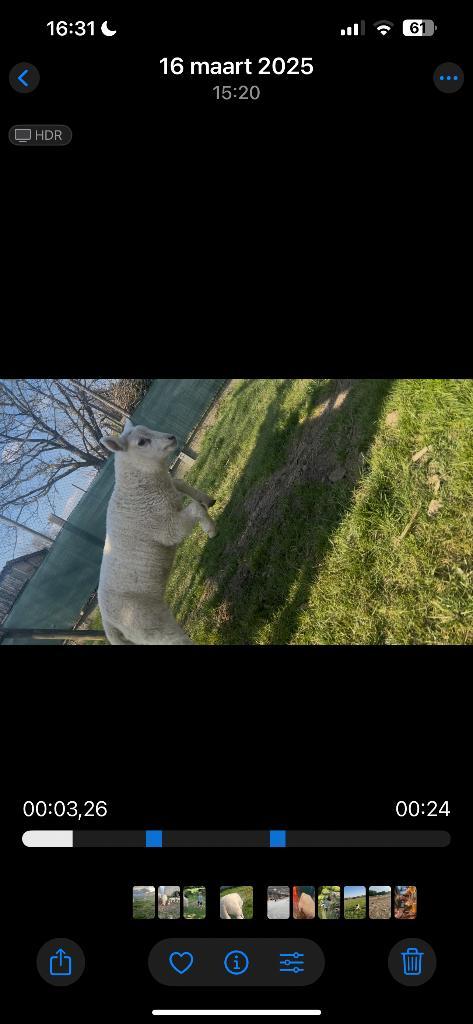 Lam gezocht, Dieren en Toebehoren, Schapen, Geiten en Varkens, Schaap, 0 tot 2 jaar