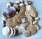 Lot de coquillages nacrés de Capiz (famille des anomiidae), Enlèvement ou Envoi, Coquillage(s)